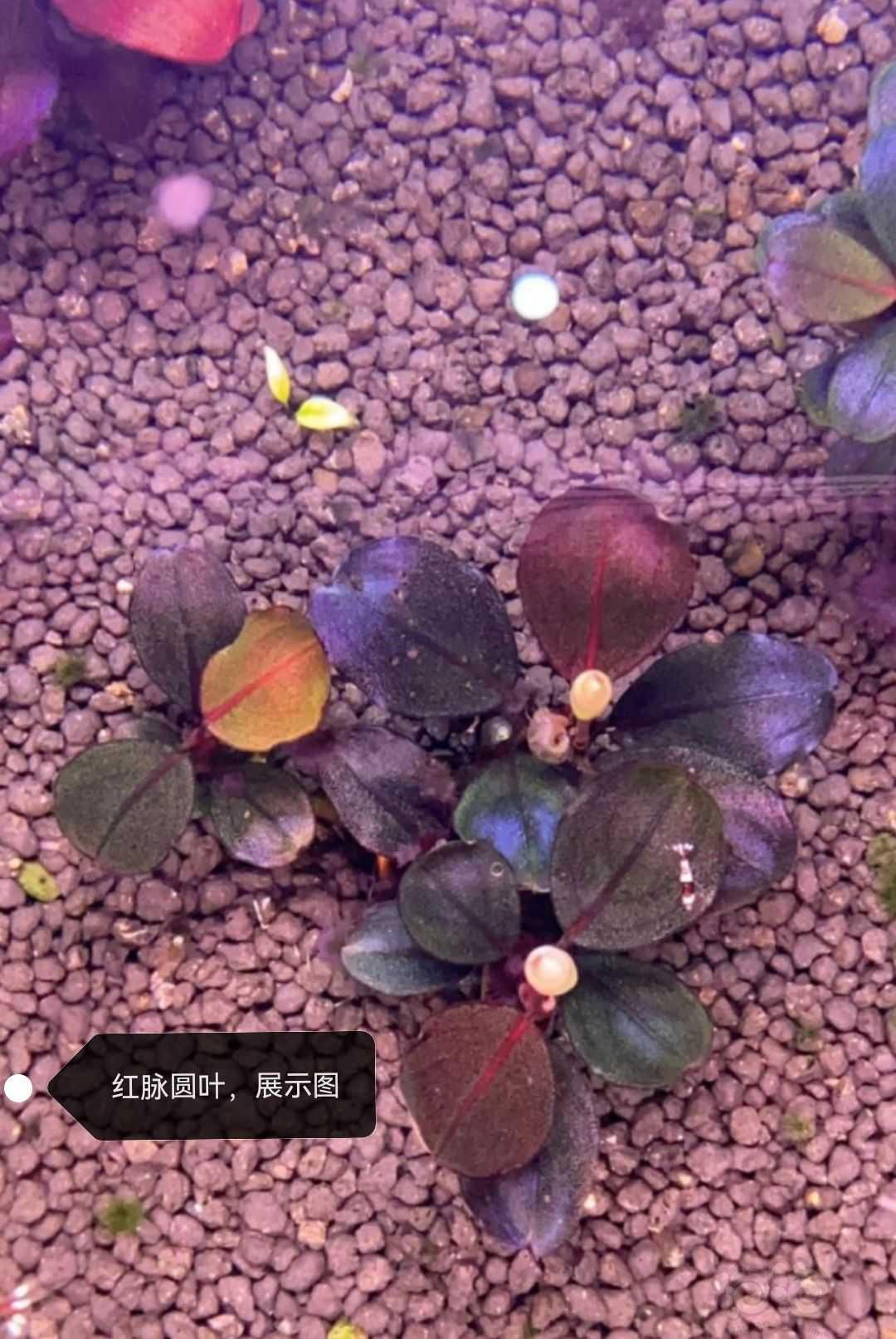 【水草】2022-07-12#RMB拍卖# 红脉圆叶-图4