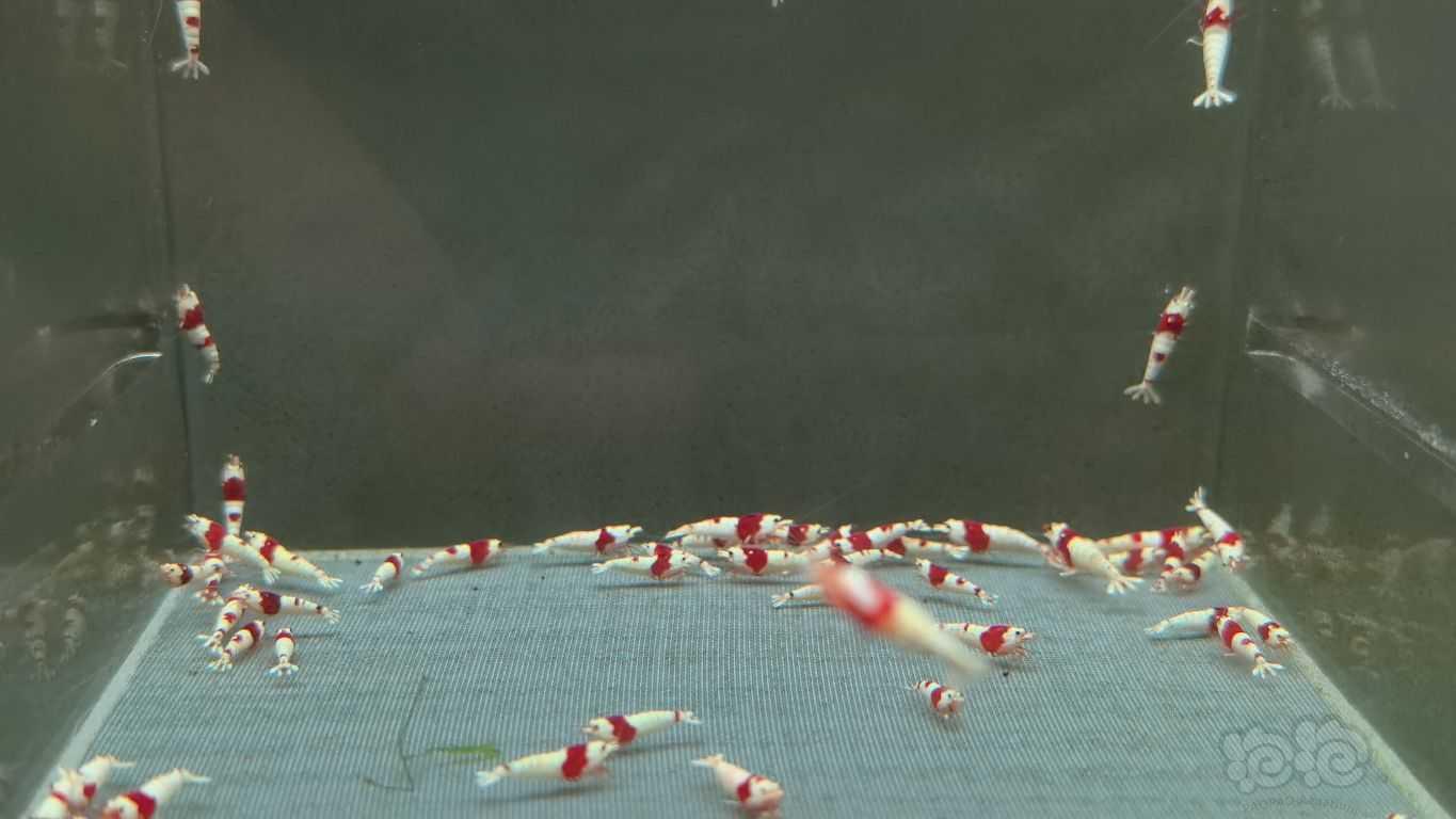 【水晶虾】出500只红白苗子-图1