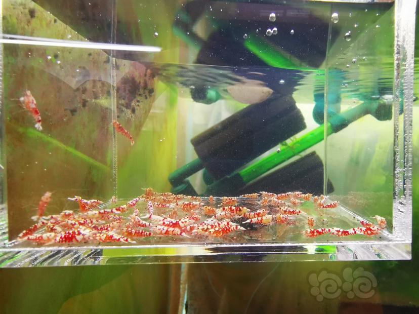 【虾】2022-07-11#RMB拍卖红花虎幼虾一组100只-图1