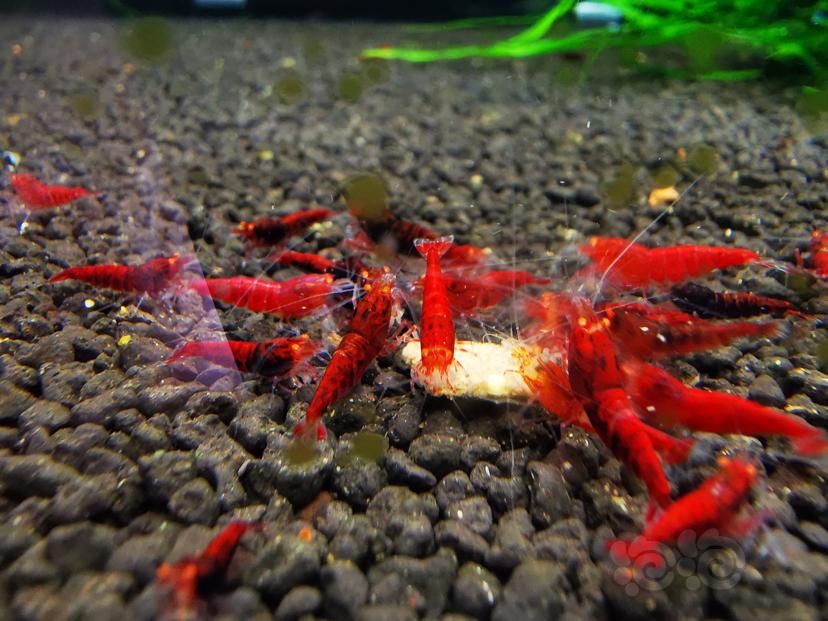 【水晶虾】出20只金眼全红虾苗-图3