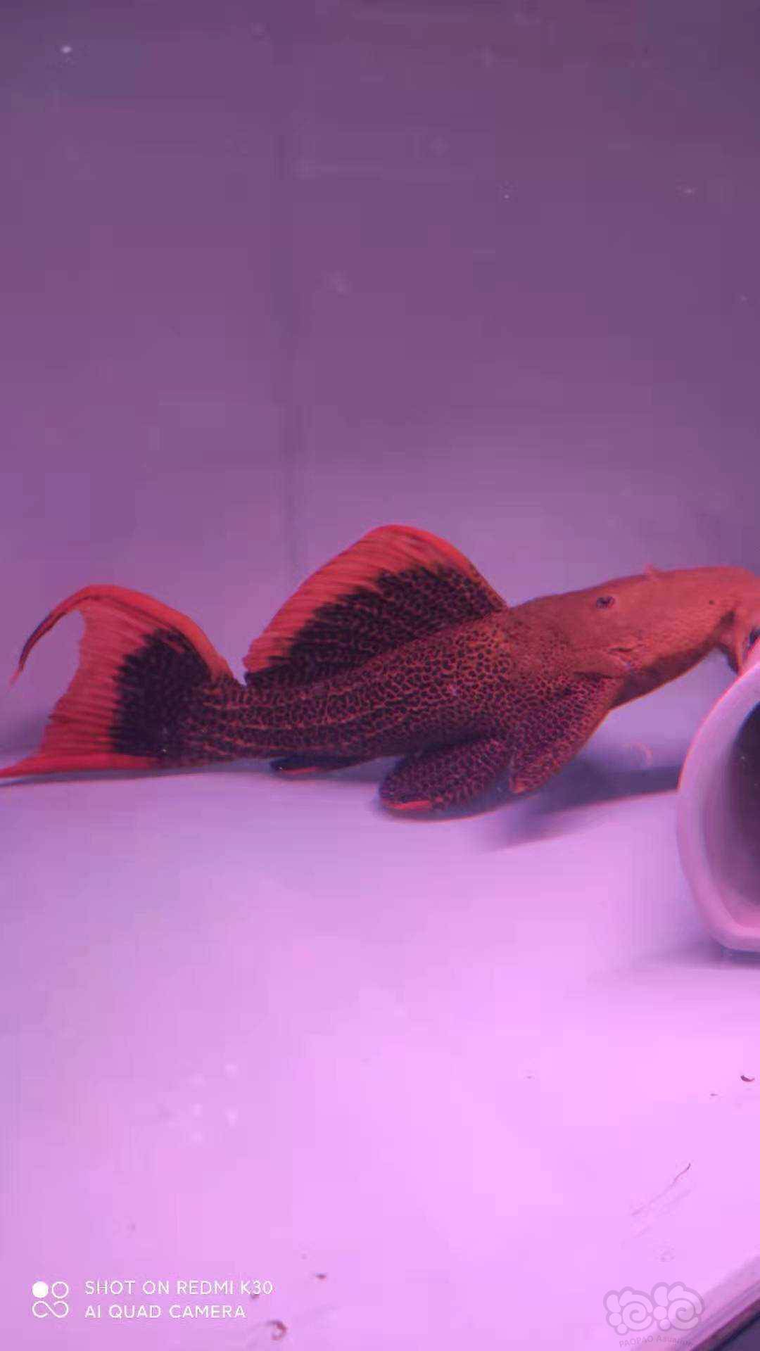 【其它】l600帝王血钻-图2