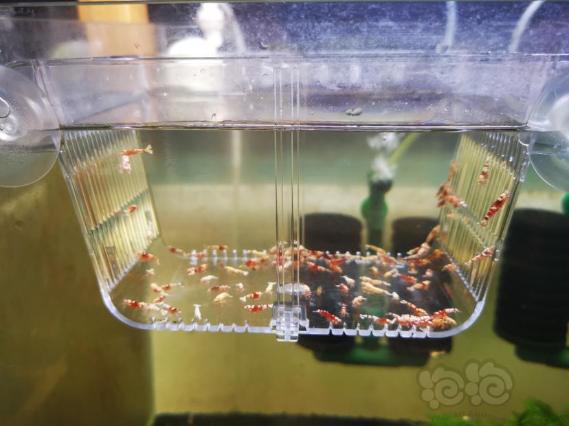 【虾】2022-07-30#RMB拍卖淘汰幼虾一组100只-图2