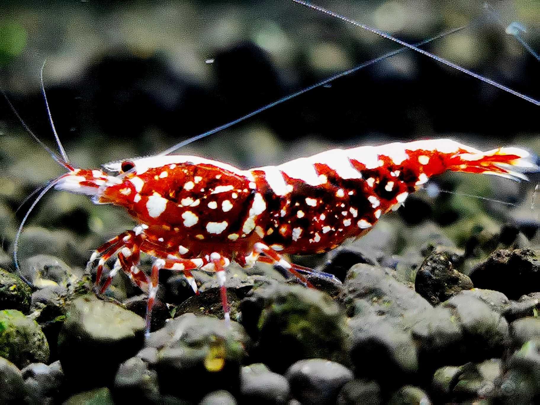【虾】2022-07-05#RMB拍卖红银河母虾一只-图1