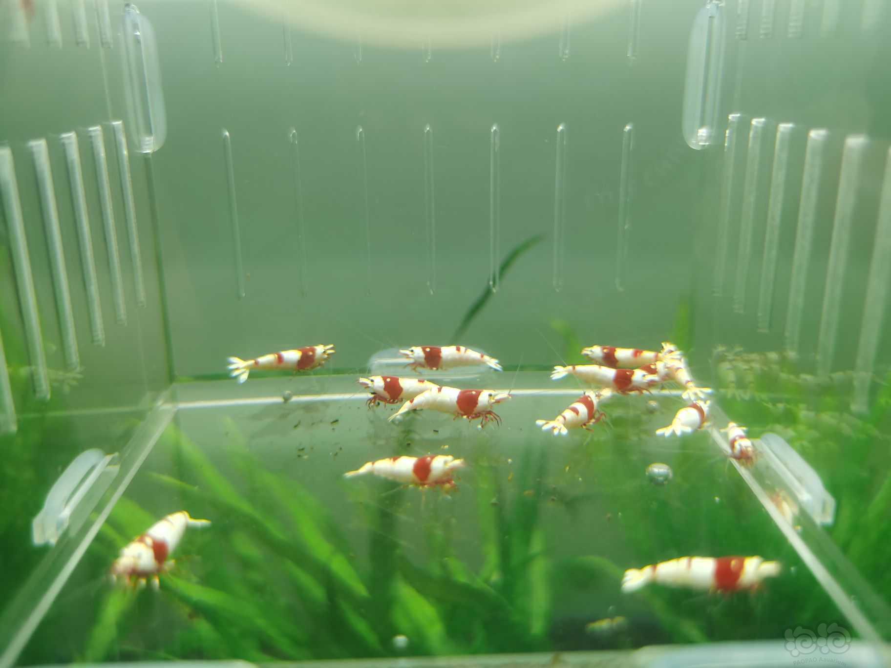 【水晶虾】出一份20只红白成虾繁殖组-图4