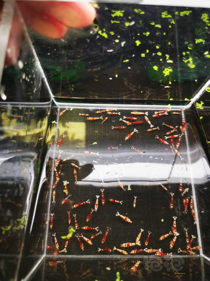 【虾】2022-07-21#RMB拍卖红花虎苗100只-图1
