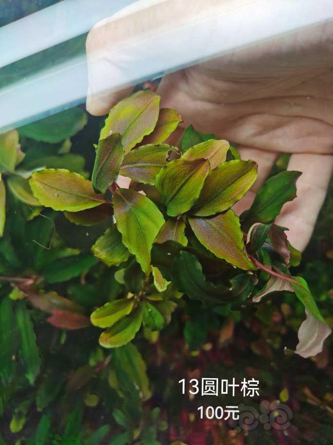 【辣椒榕】白菜价出13圆叶棕、格兰德棕-图1