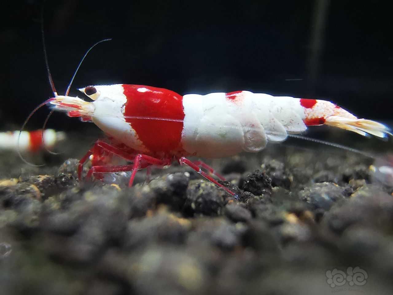 红白母虾-图2