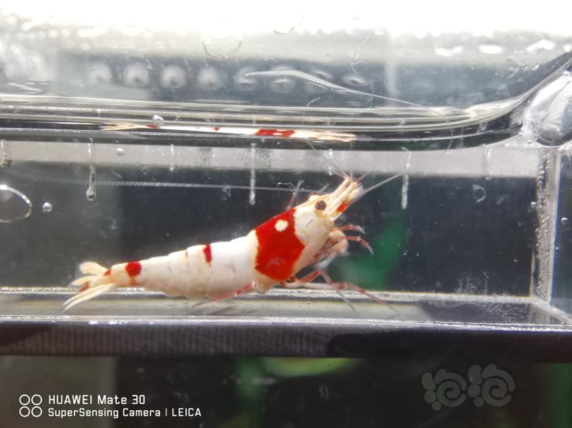 【虾】2022-07-10#RMB拍卖#红白水晶虾-图4