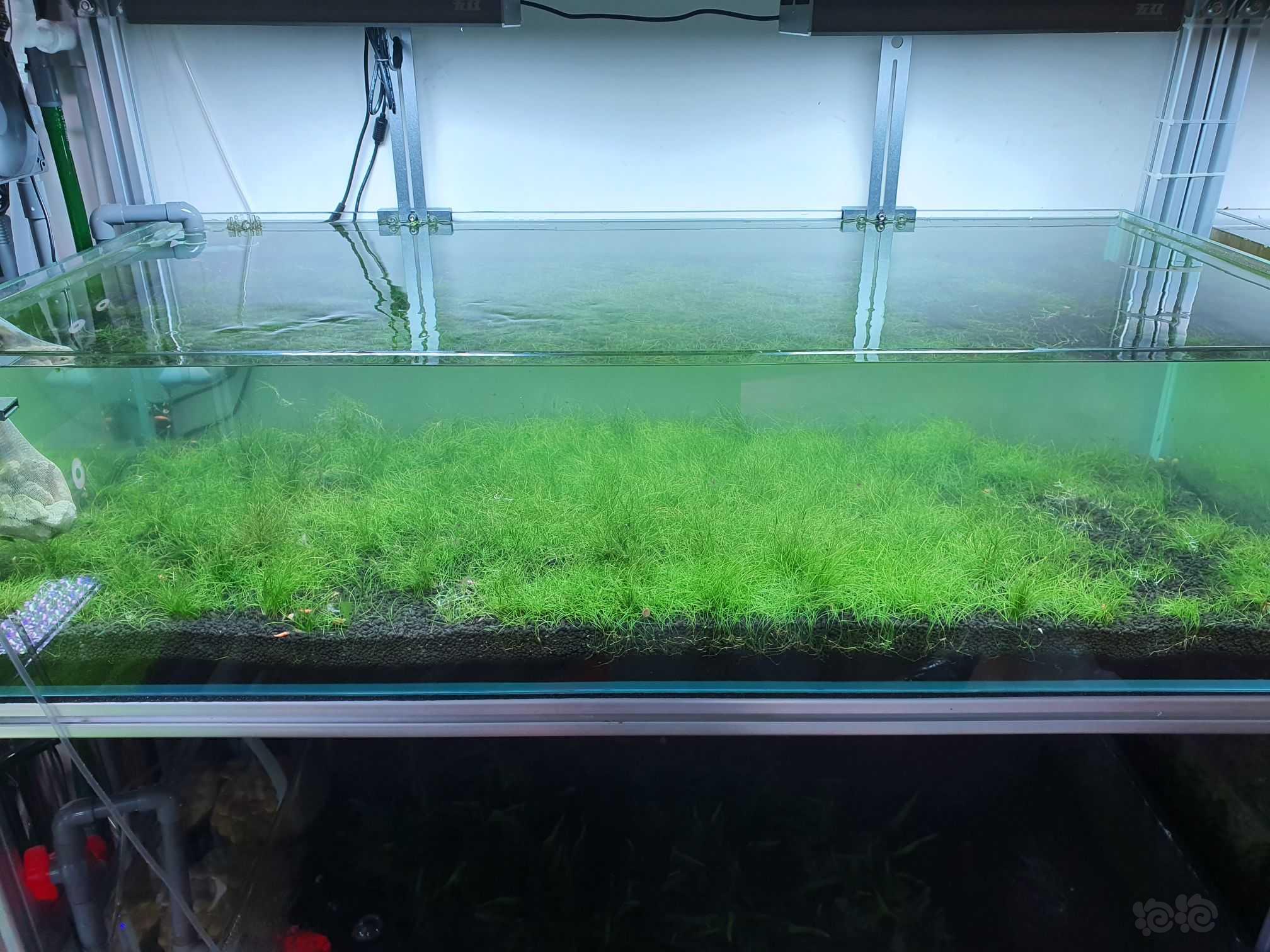 有丝藻甩卖1.2米缸迷你牛毛和1000棵绿蝴蝶-图1