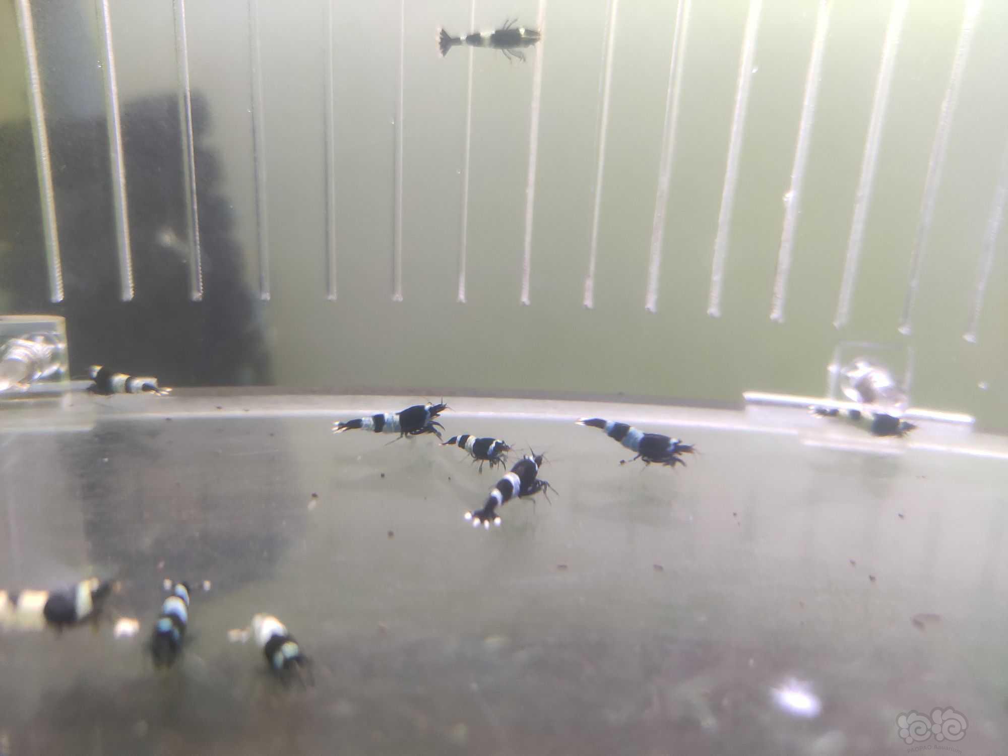 【水晶虾】出一份蓝化繁殖组和一份小虾-图5