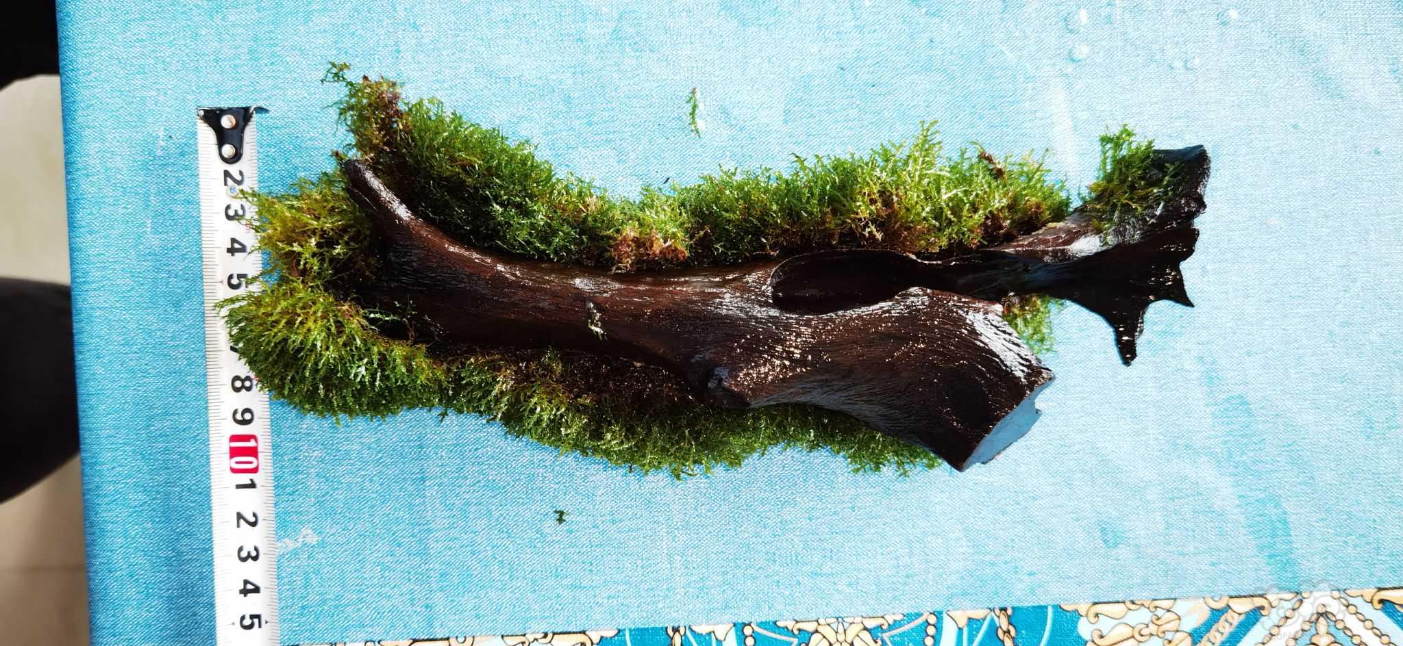 出黑木蕨，珊瑚莫丝-图9