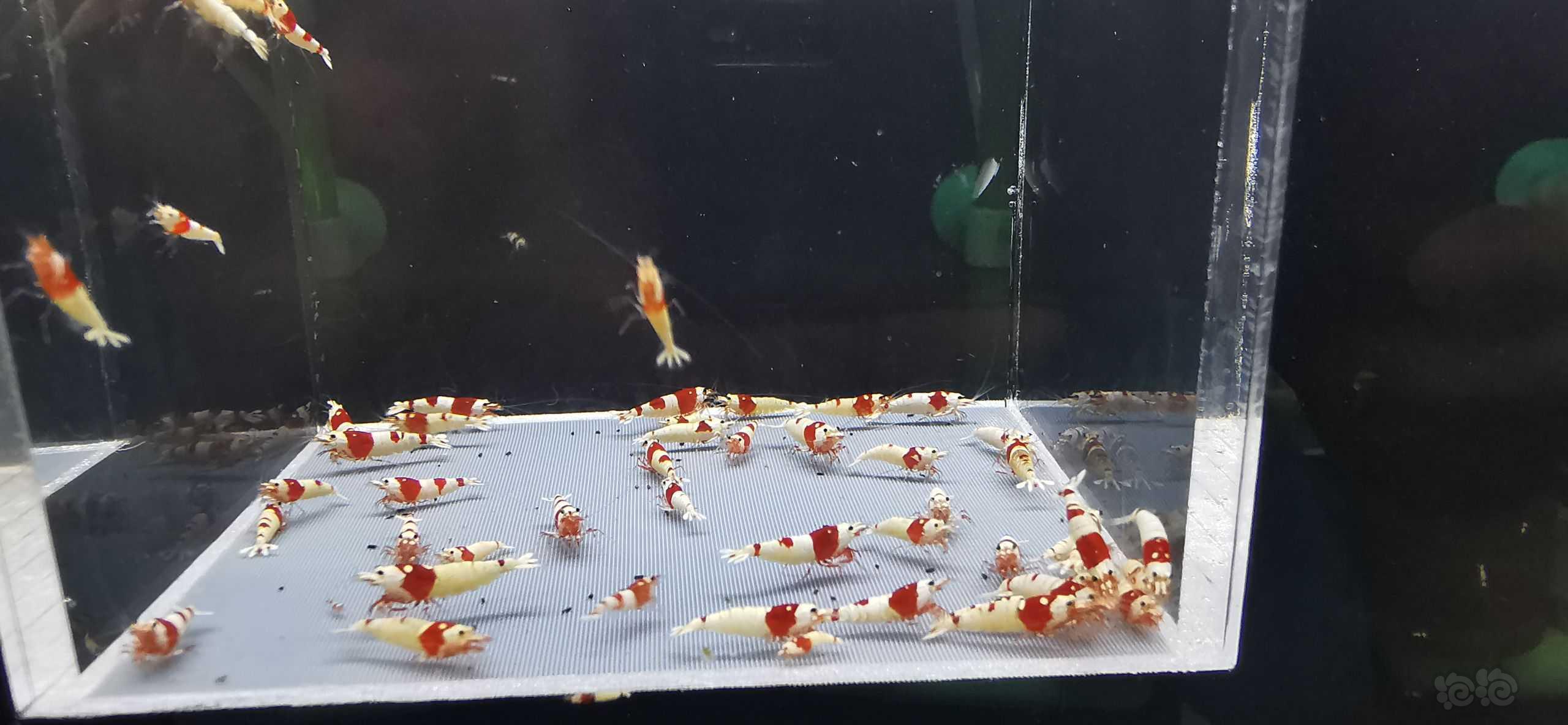 【虾】2022－07－26#RMB拍卖红白小虾50只-图3