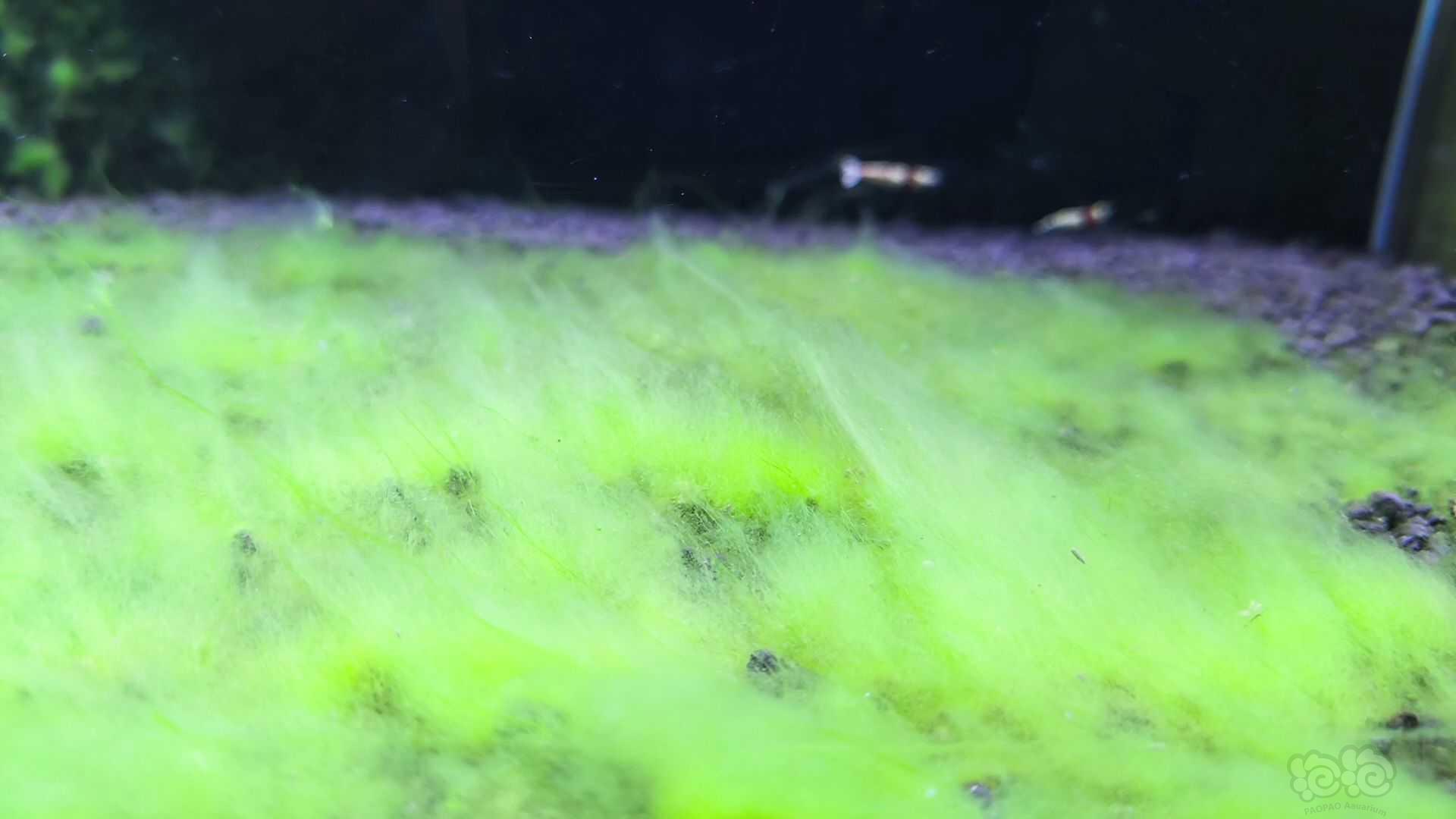虾缸藻-图1