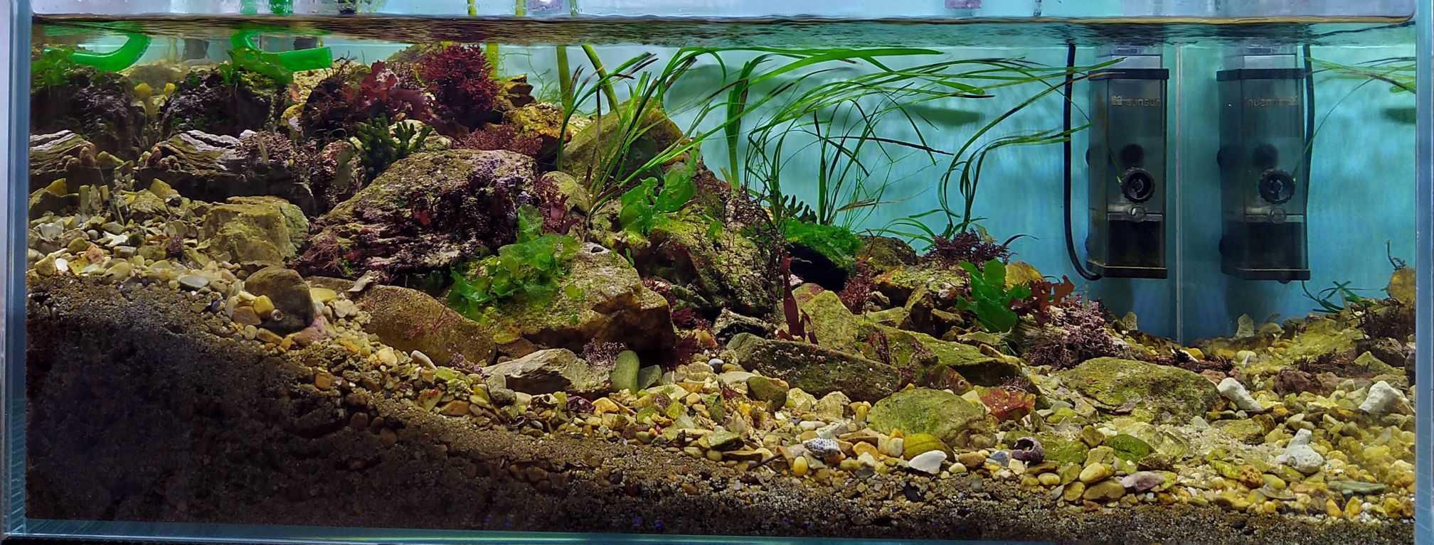 原生海藻、海草缸-图2