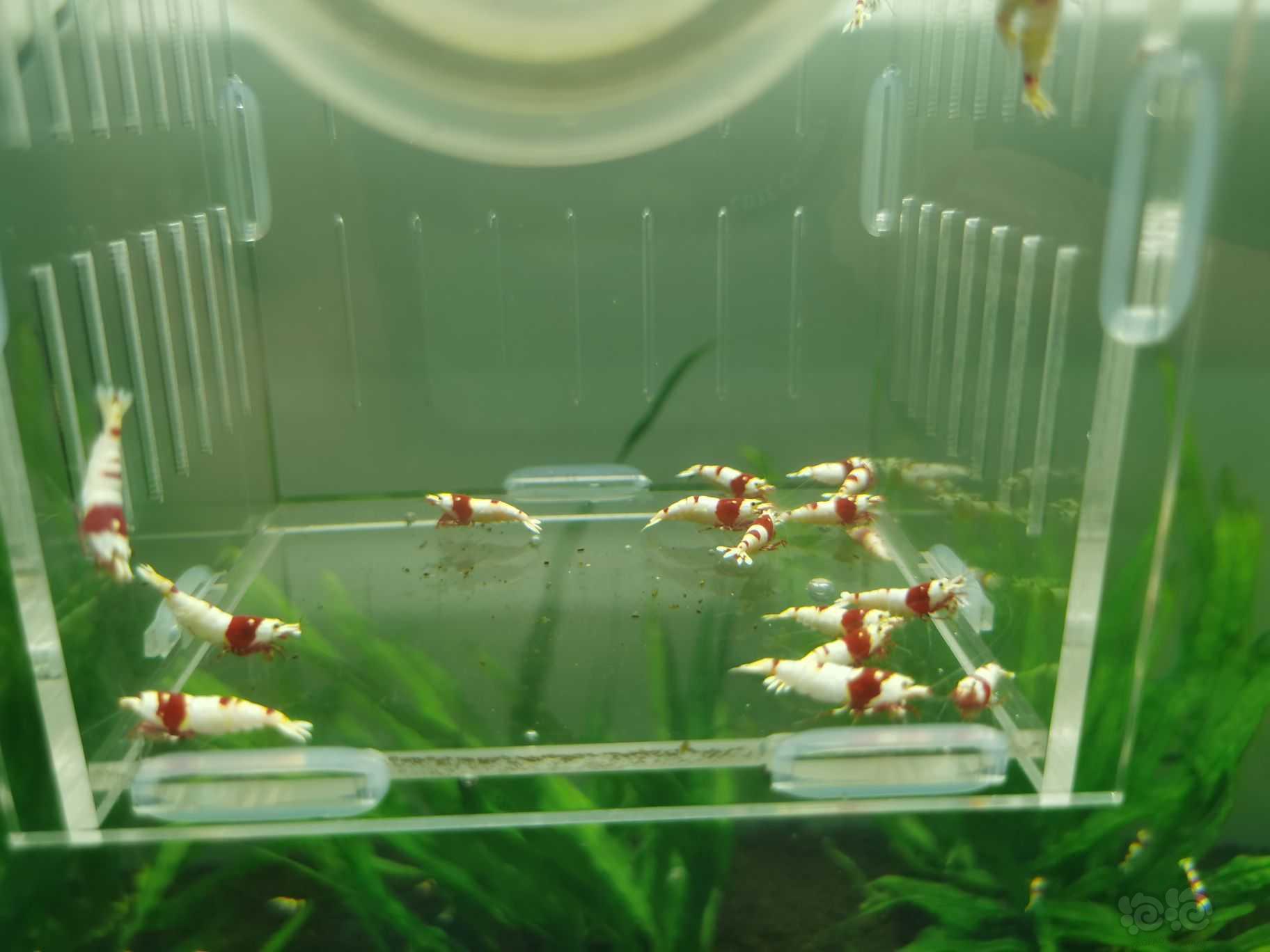 【水晶虾】出一份20只红白成虾繁殖组-图2