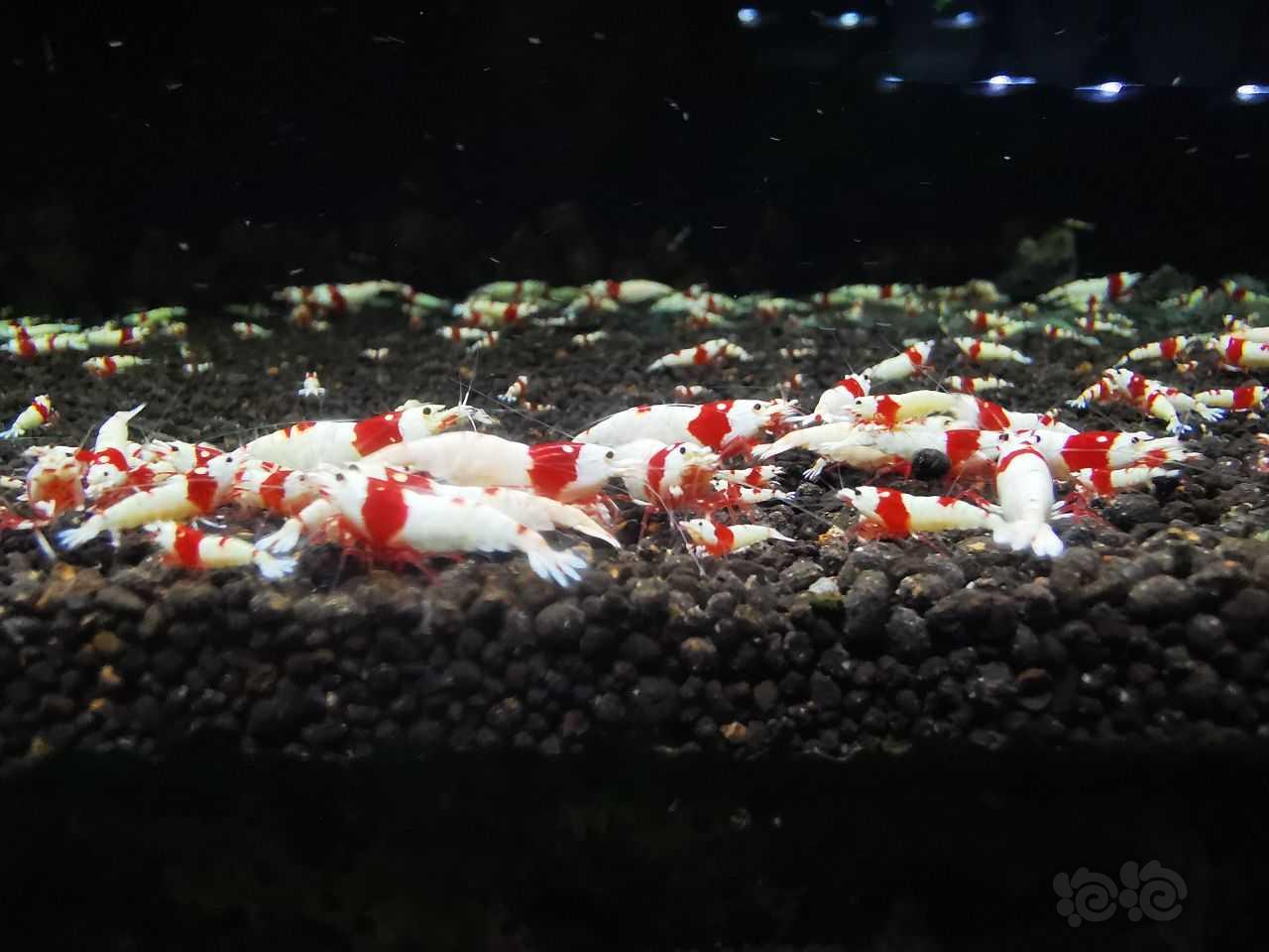 【水晶虾】出红足血统红白虾-图1