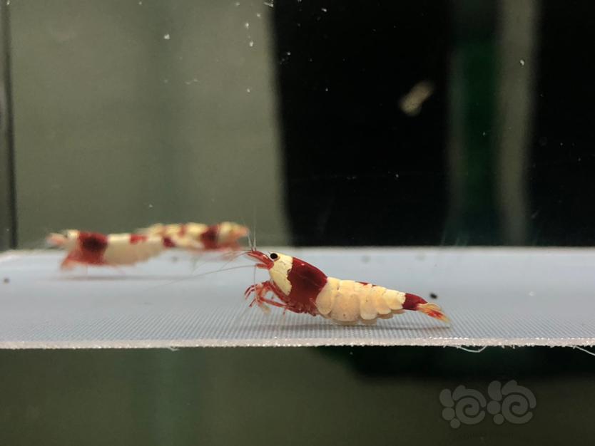 【虾】2022-7-7#RMB拍红白母虾一份3只。-图3