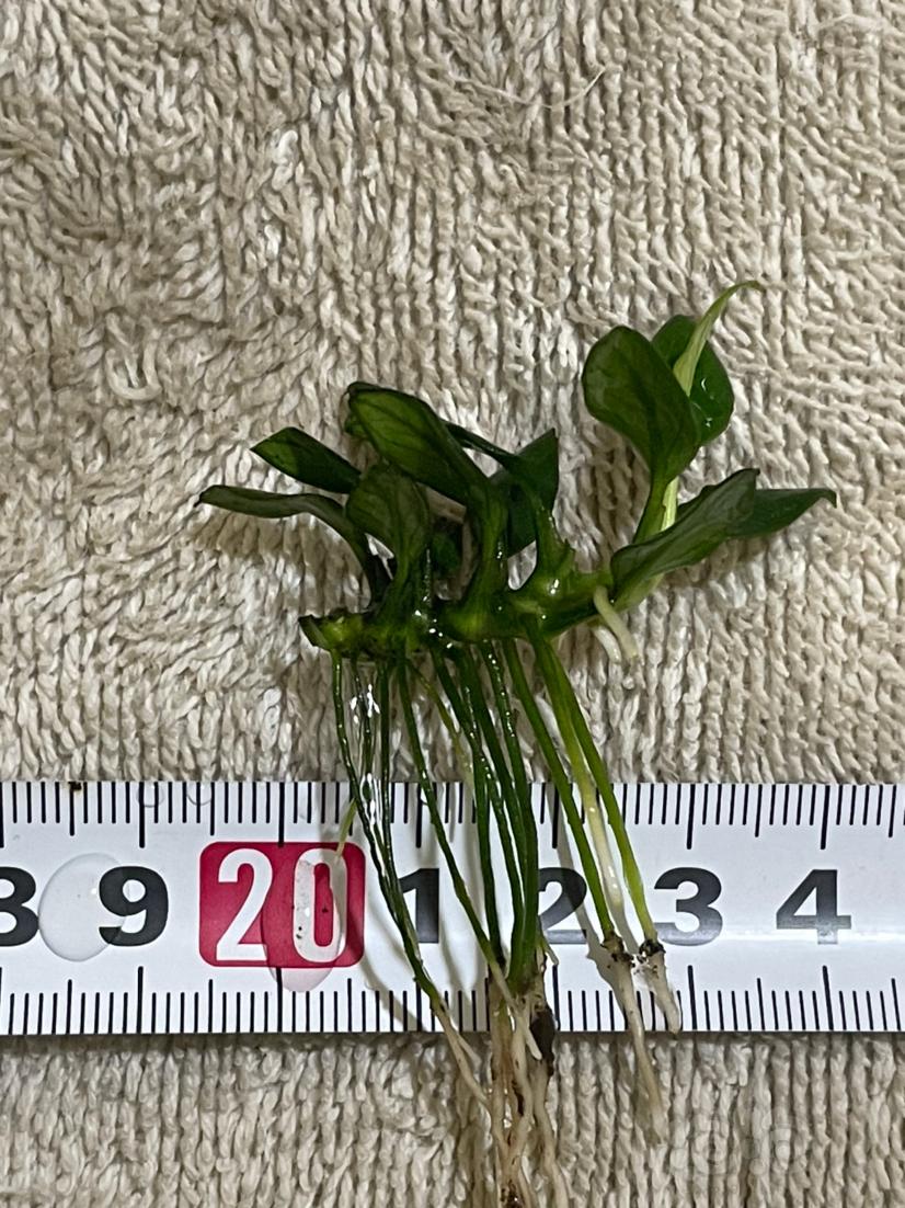 【水草】2022-07-02#RMB拍卖#迷你白和穿山甲榕一组-图6