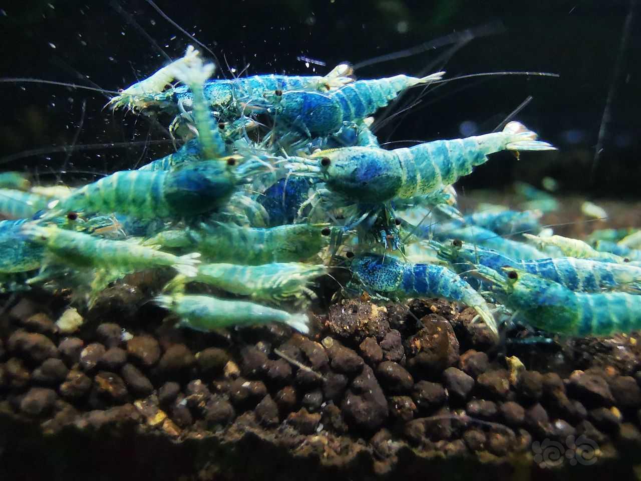 【水晶虾】清蓝金刚虾-图1