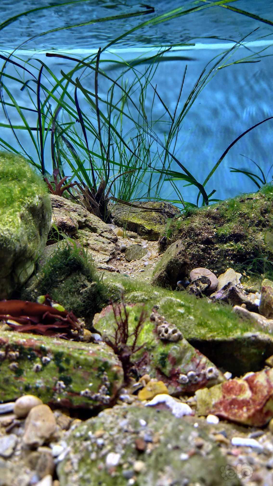 原生海藻缸-图4