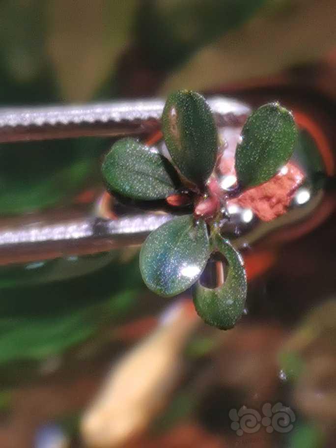 【辣椒榕】出一颗20年4月转水的小圆叶野猪长的是真慢绿色的不会发色-图8
