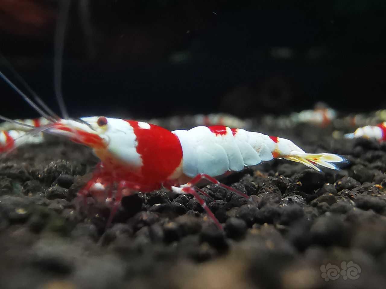 红白虾-图1