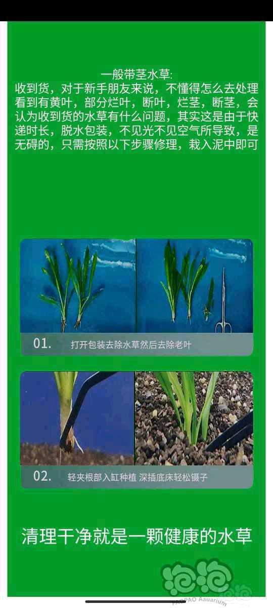 福利出自家繁殖水下叶水草，最低38包普快-图9
