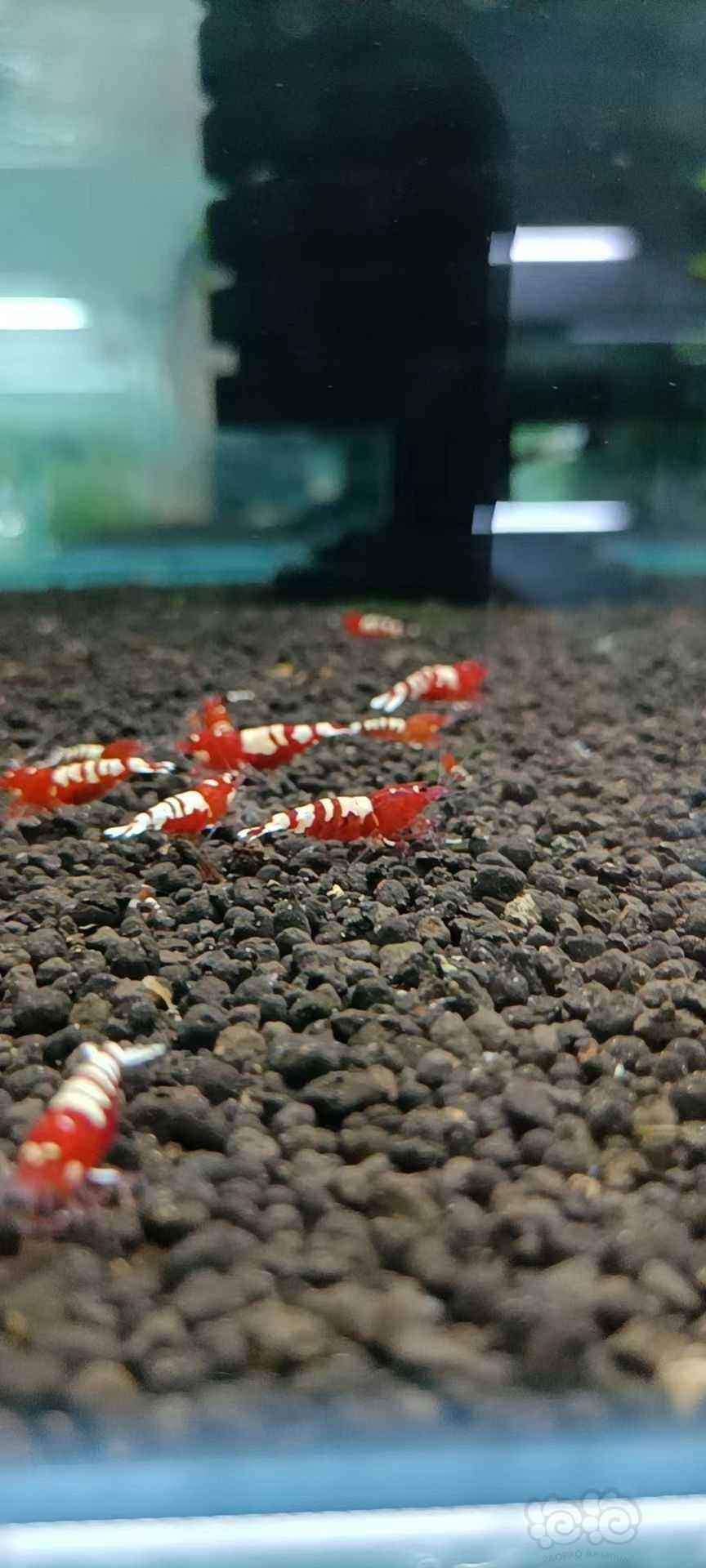 【水晶虾】出售红斑马水晶虾-图2