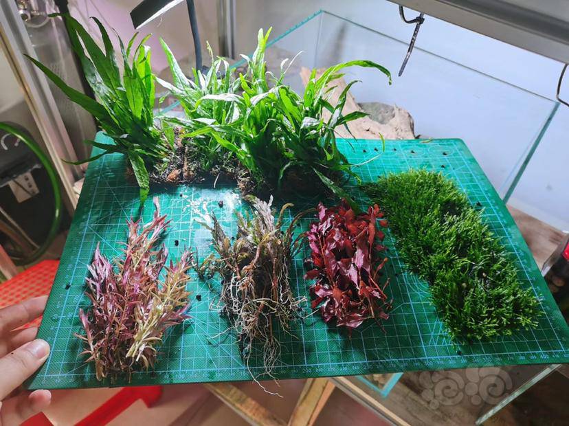 水草 福利水草 泡泡水族