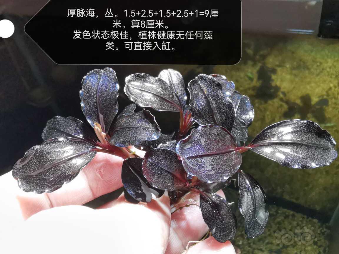 【水草】2022-08-07#RMB拍卖#吕版厚脉海一丛-图1