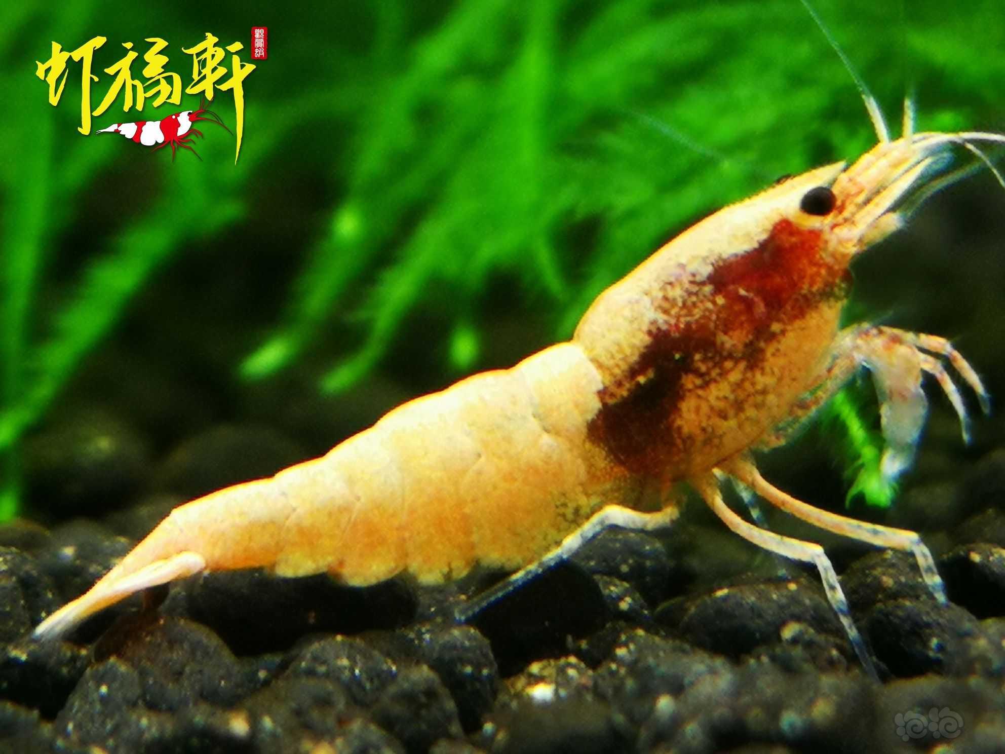 【虾】2022-08-24#RMB拍卖#粉红火烈3只-图1