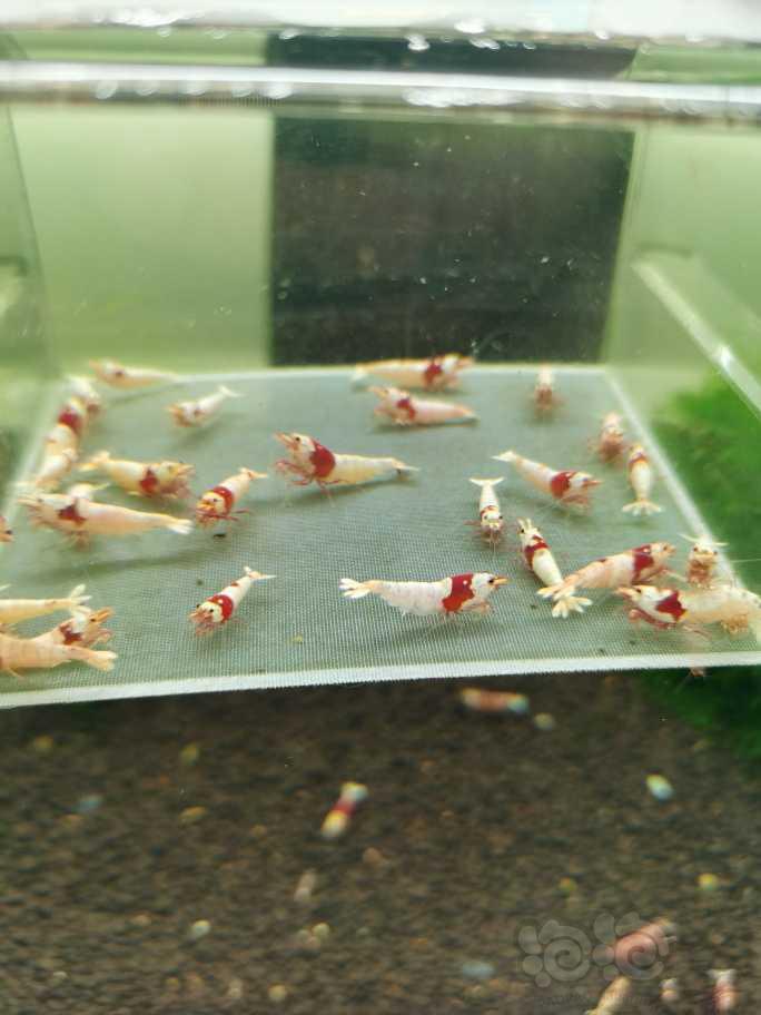 【虾】2022-8-5#RMB拍卖纯血红白水晶虾30只-图1