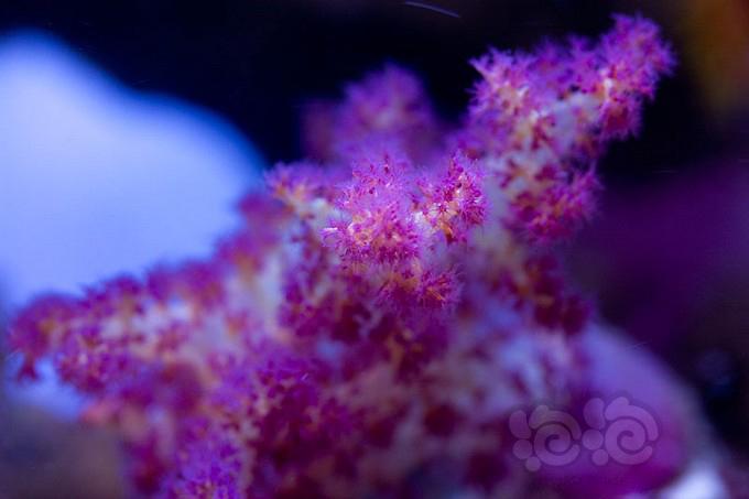 Azoox珊瑚缸-图3