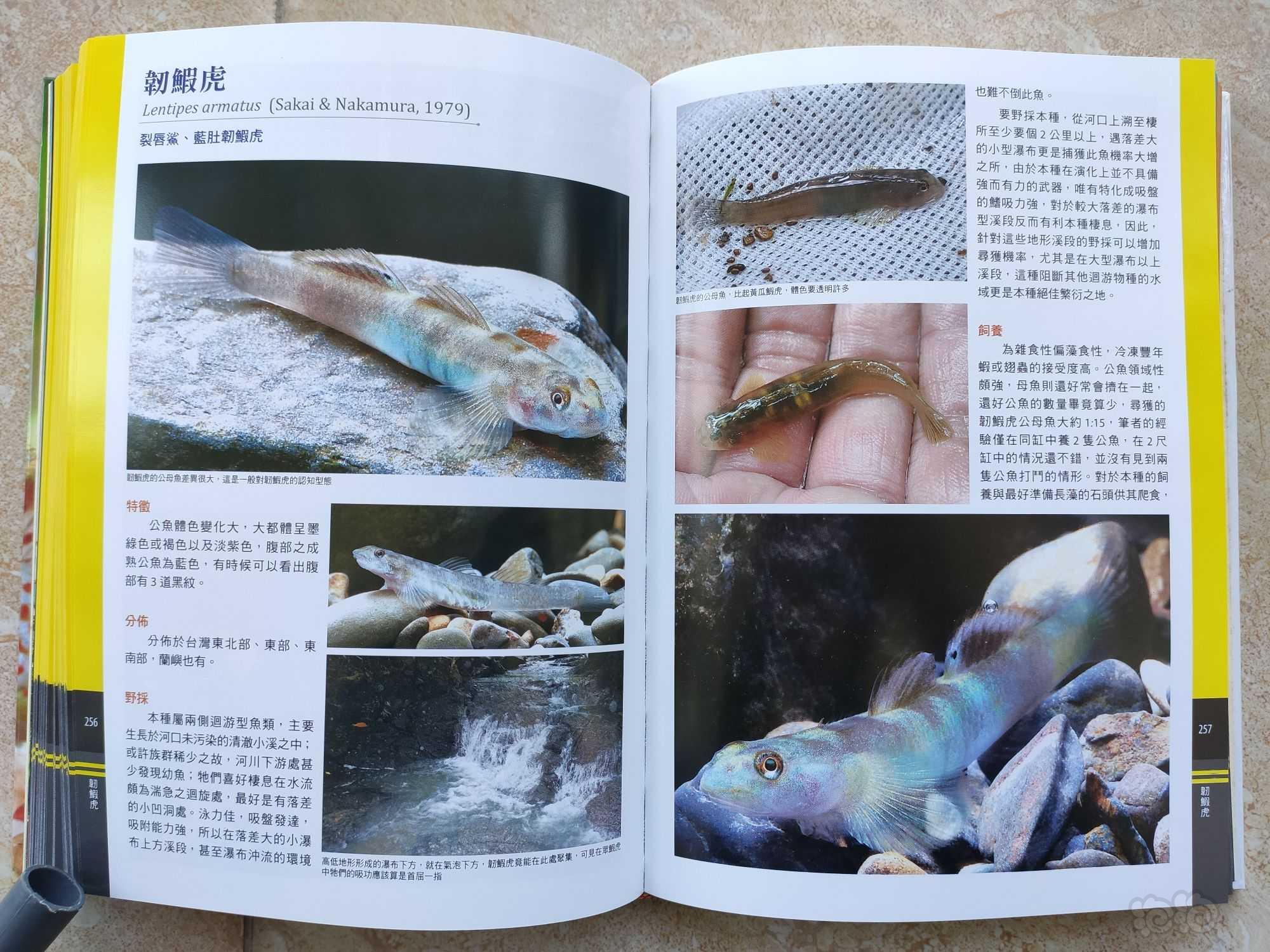 出一本虾虎鱼的书-图4