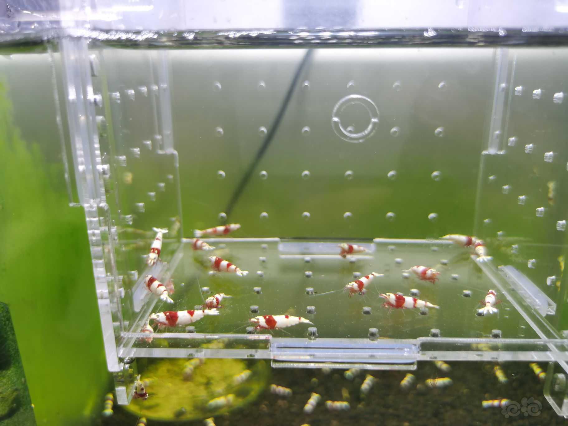 【水晶虾】出一份20只成虾繁殖组-图3