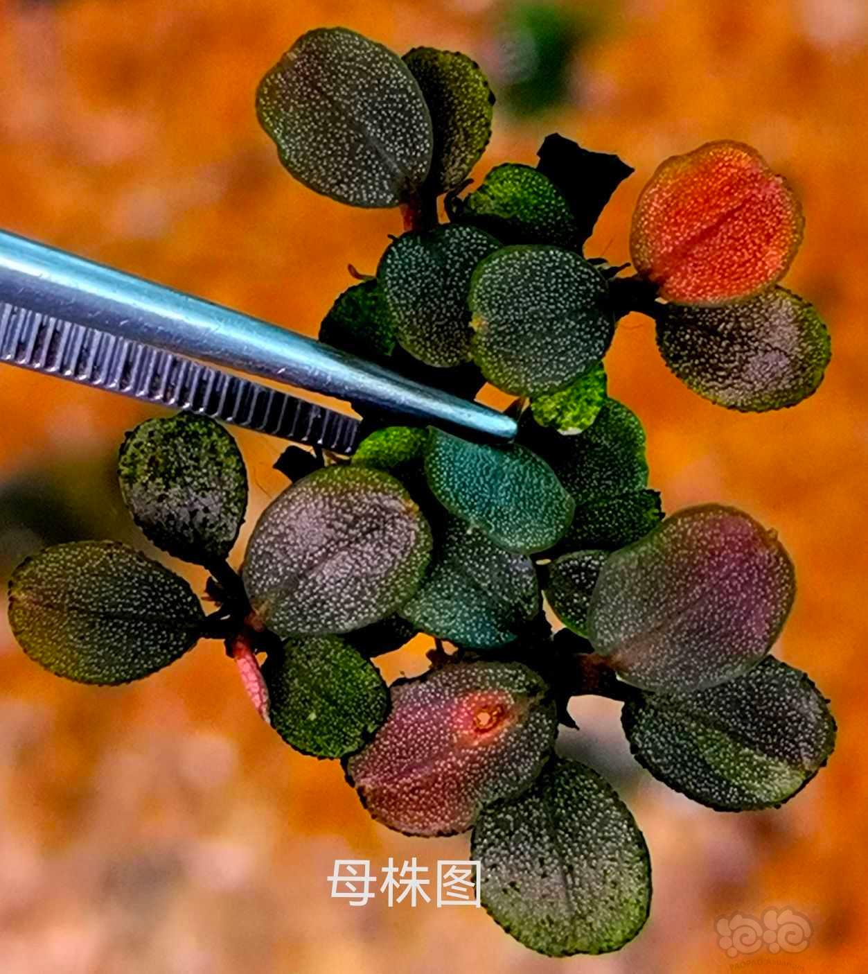 【水草】2022-08-4#RMB拍卖#辣椒榕一丛和四棵极品圆-图12
