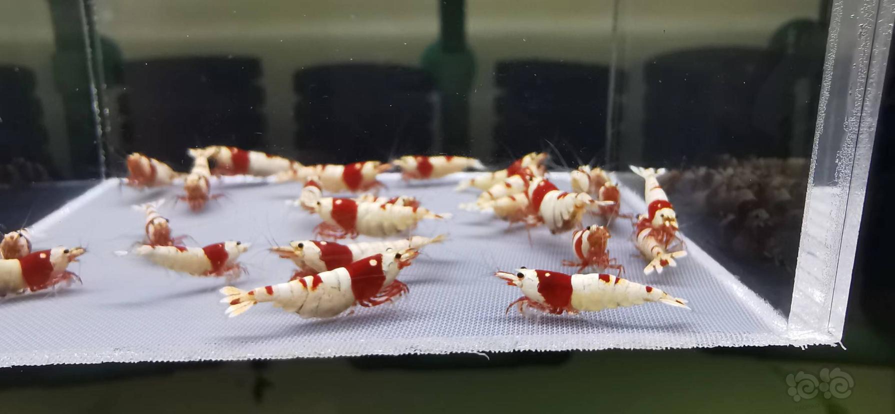 【虾】2022-08-13#RMB拍卖红白水晶虾繁殖组-图7