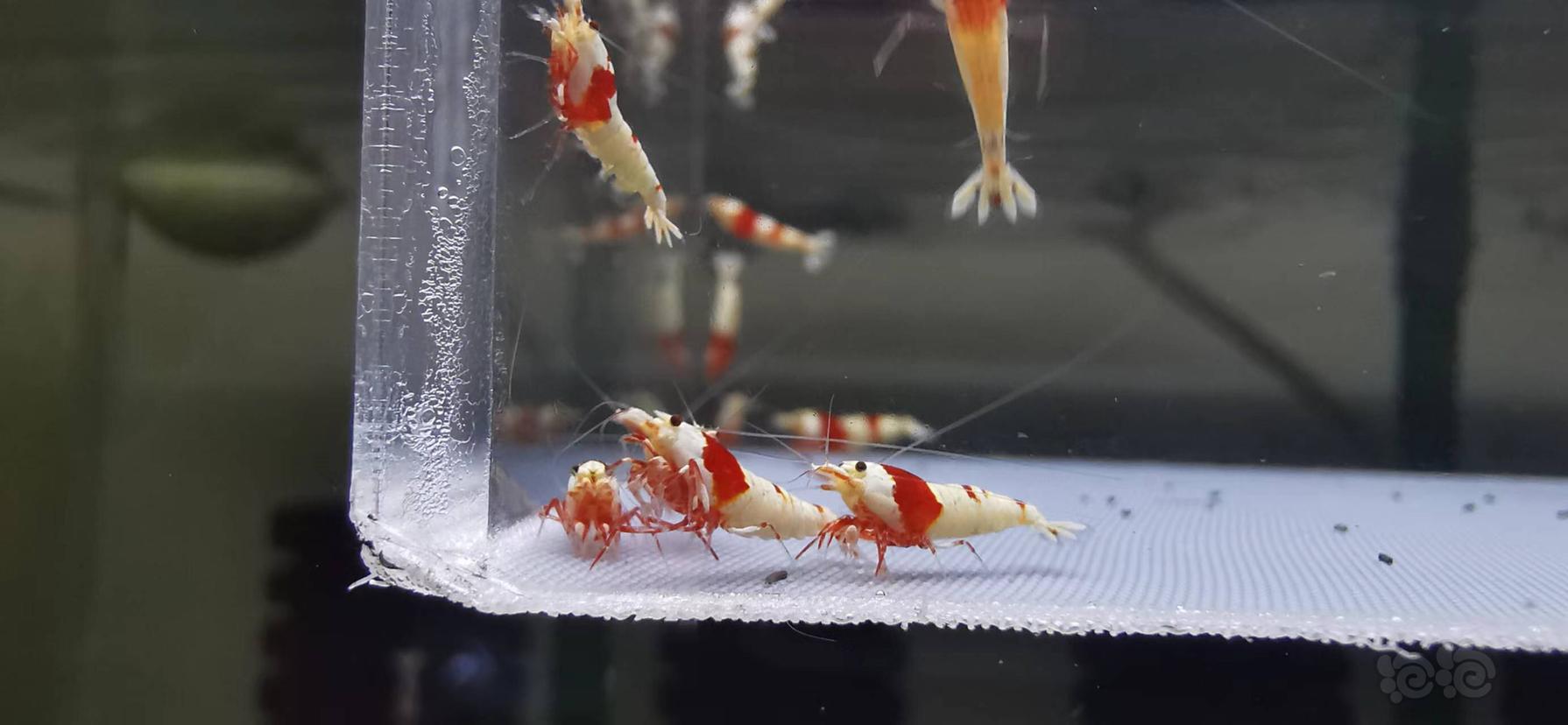 【水晶虾】翻缸出红白水晶虾-图4