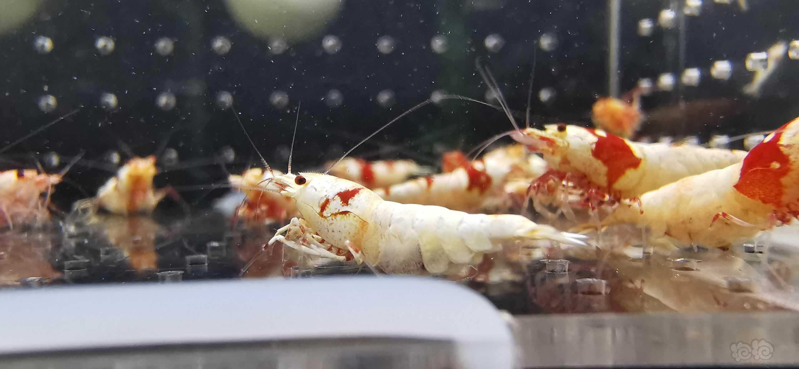 【虾】2022－08－30#RMB拍卖红白繁殖组15只-图1