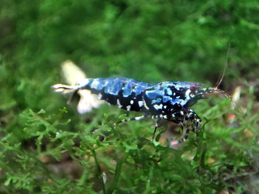【水晶虾】出蓝蟒水晶虾-图3