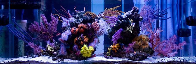 Azoox珊瑚缸-图2