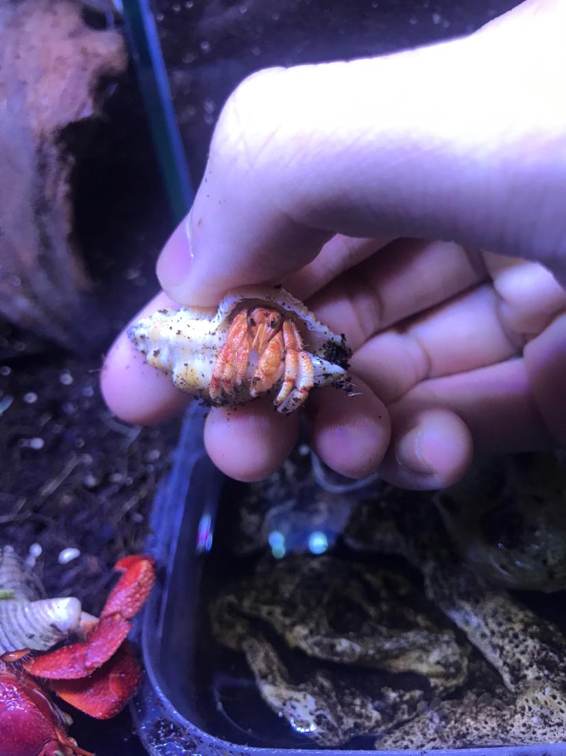 草莓寄居蟹使用普通led水草灯褪皮一次前后颜色对比-图2
