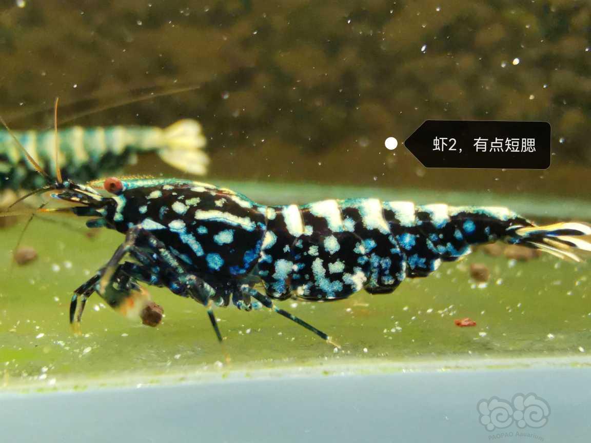 【虾】2022-08-03#RMB拍卖黑银河母2只-图2