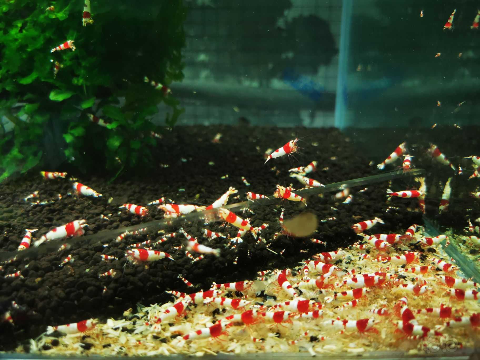 【水晶虾】咖血红白苗子-图6