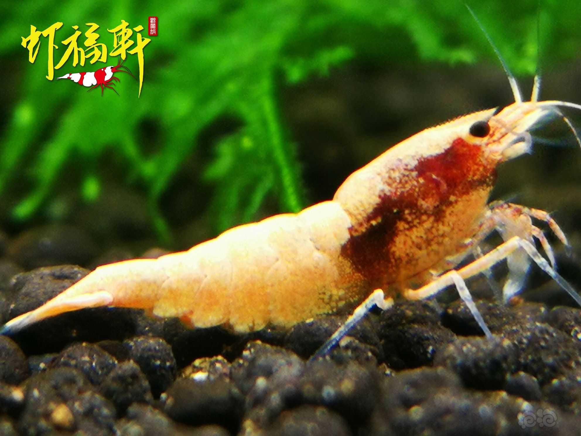 【虾】2022-08-24#RMB拍卖#粉红火烈3只-图4
