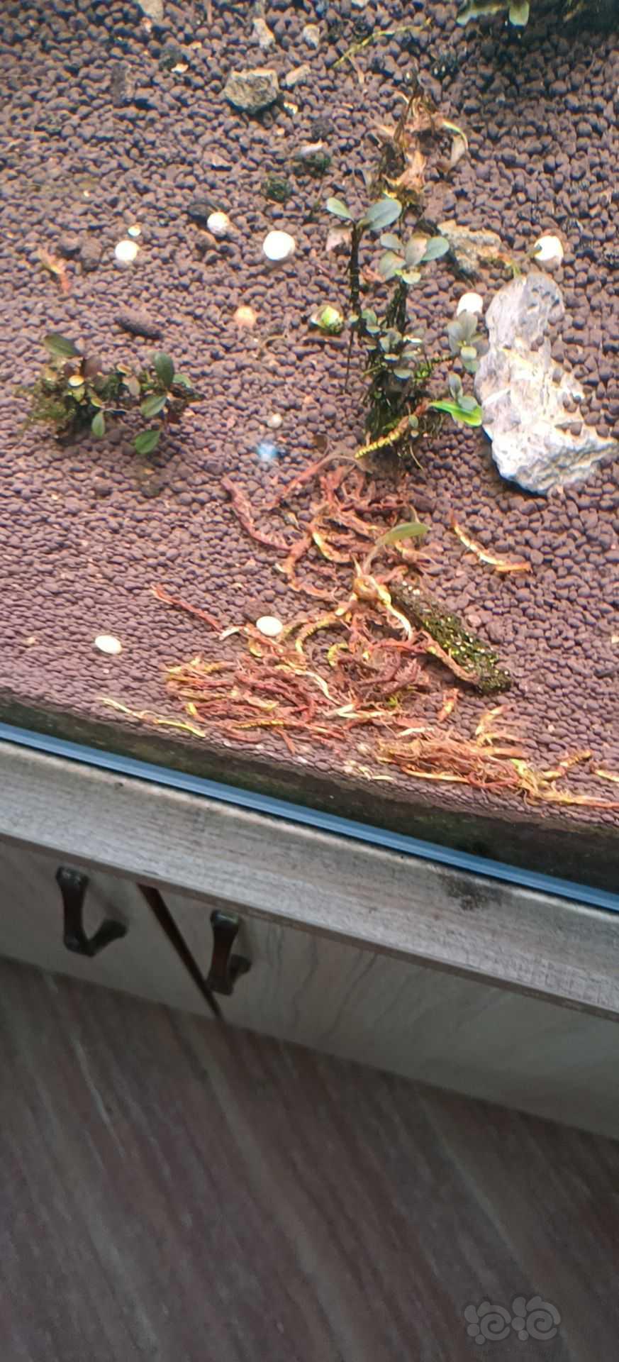 冬虫夏草，鱼缸里的天花板🤩🤩🤩-图1