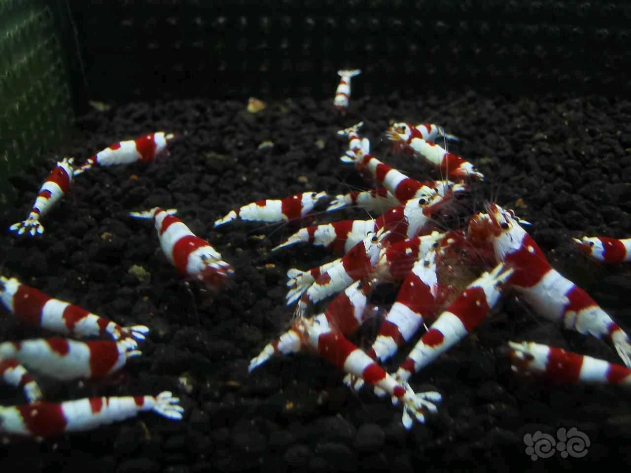 【水晶虾】出售优秀血统红白厚白-图3