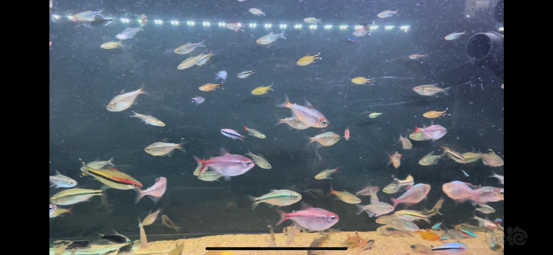 【出售】北京出鱼和鱼缸，自提-图3
