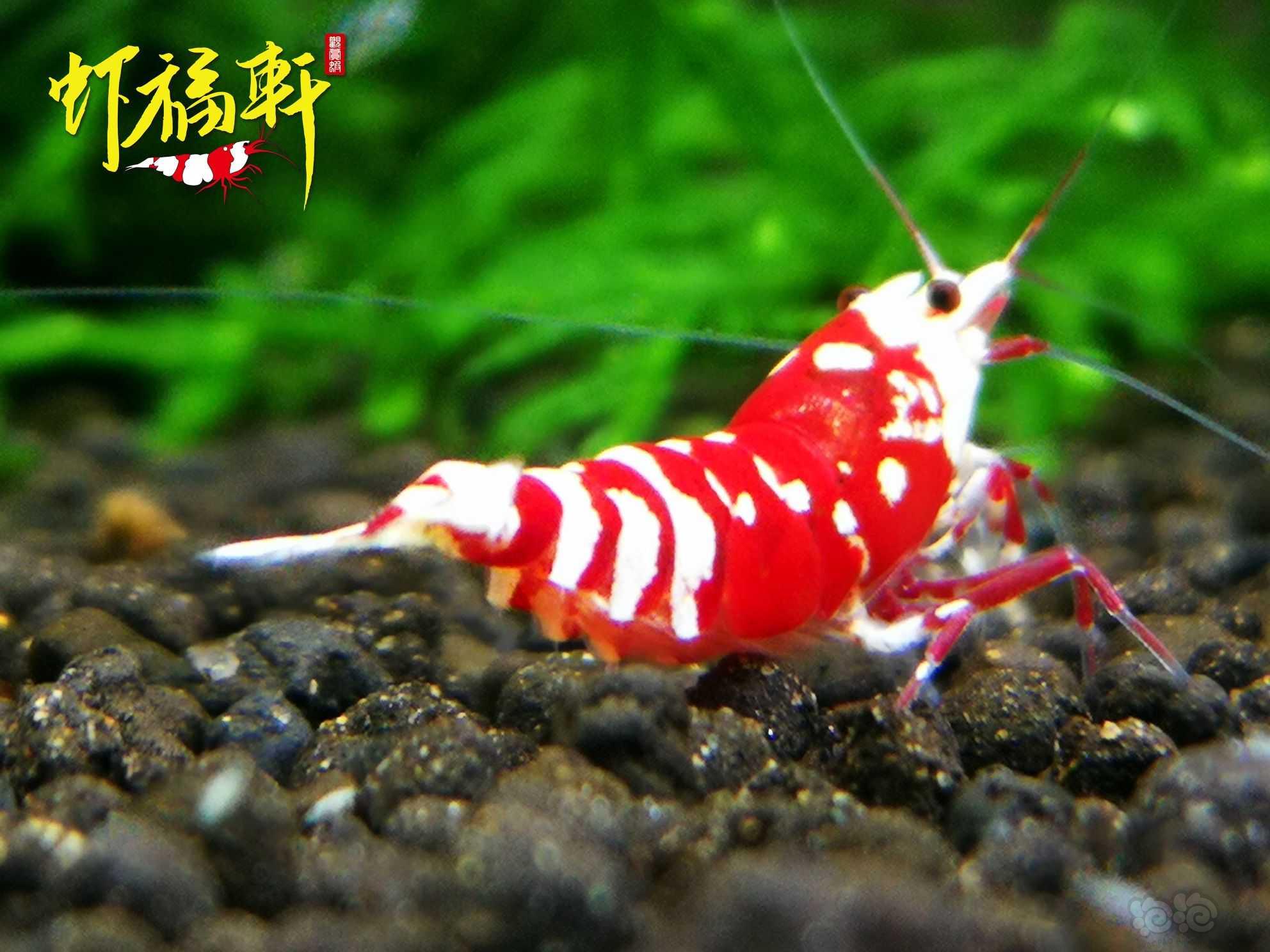 【虾】2022-08-26#RMB拍卖#精品深红花虎2只-图4