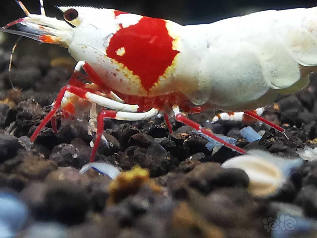 红足系统红白虾-图3